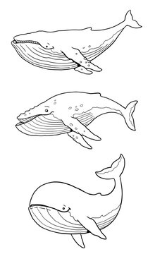 Set with three funny whales to color in. Template for a coloring book with funny animals. Coloring template for kids.	