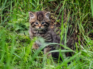 Naklejka na ściany i meble Scottish Wildcat Kitten in Grass