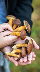 Mushroom picking - the risk of collecting poisonous mushrooms - atlas and specific signs of edible mushrooms