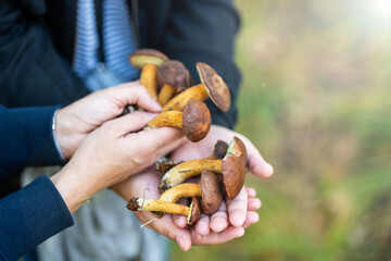 Mushroom picking - the risk of collecting poisonous mushrooms - atlas and specific signs of edible mushrooms
