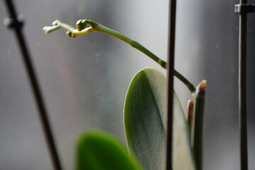 selective focus close up o f an orchid leaf, with its new growing buds not in focus