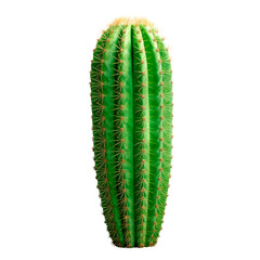 Naklejka premium Green cactus. Isolated on transparent background.
