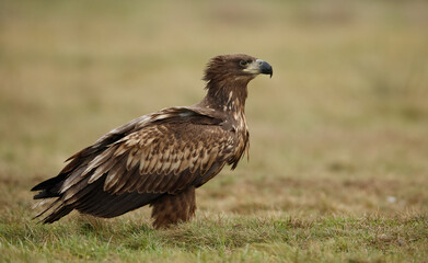 Eagle