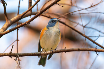 枝に止まるルリビタキ雄