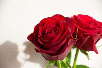 赤い薔薇