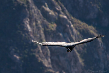 Condor in Colca kanion