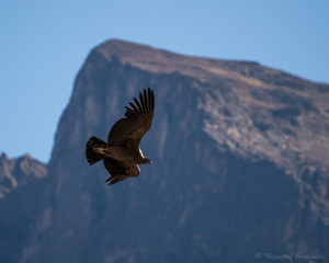 Condor in Colca kanion