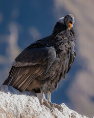 Condor in Colca kanion