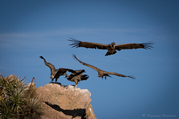 Condor in Colca kanion
