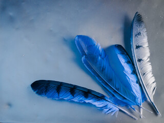 Blue feather on silver background, magic concept