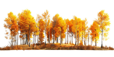 Autumn forest on transparent background PNG