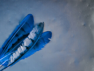 Blue feather on silver background, magic concept