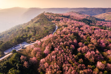 Beautiful aerial view of Wild himalayan cherry forest blooming on mountain hill and rural road in the morning at Phu Lom Lo, Phu Hin Rong Kla national park, Thailand