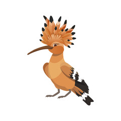 Eurasian Hoopoe or Common hoopoe (Upupa epops). Bird cartoon flat style beautiful character of ornithology, vector illustration isolated on white background.