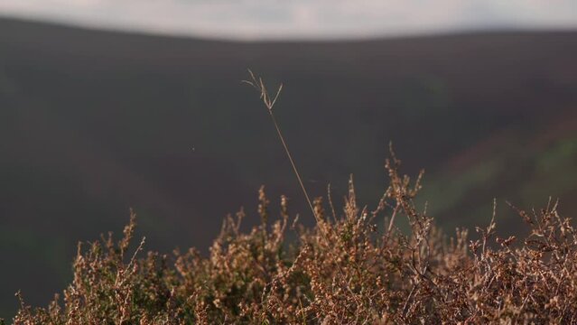 A thin piece of grass blowing in the breeze above some English hill heather