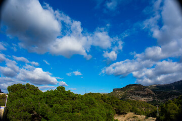 Naklejka premium autumn forest of southern andalusia