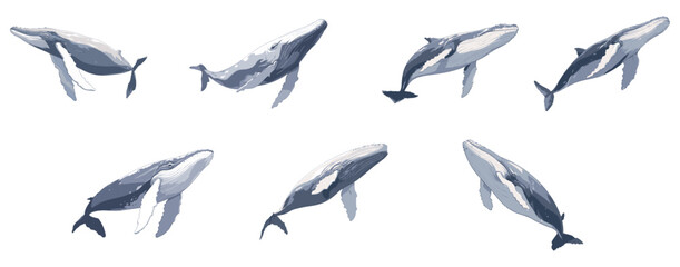 set of illustration of humpback whale. isolated on transparent background