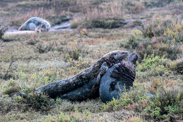 Grey Seals Bulls Fighting on the Beach