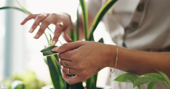 Hands, plants and gardening, check leaves with nature and greenhouse, ecology and growth. Fresh, sustainability and eco friendly person and green fingers with care for home and houseplant closeup