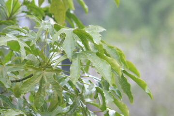 Obraz premium leaves of Leaves of Brachychiton acerifolius