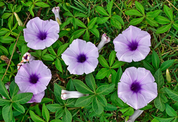 Mile-a-minute vine flowers (Ipomoea cairica)