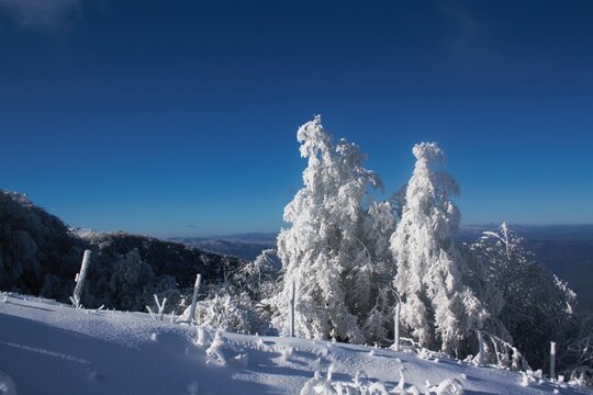 Alberi coperti di neve sul Monte Carpegna PU Italy