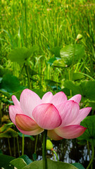 平和の森公園の蓮の花