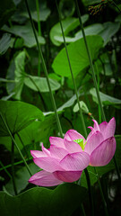 平和の森公園の蓮の花