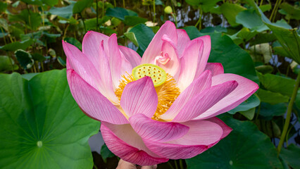 平和の森公園の蓮の花
