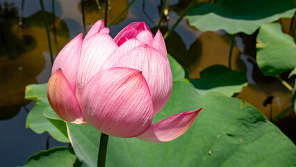 平和の森公園の蓮の花