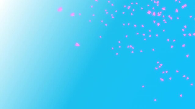 Pink cherry petals falling in the right half side of blue sky background. Abstract background with a scene of Spring time in Japan.