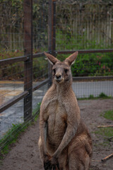 kangaroo in the zoo