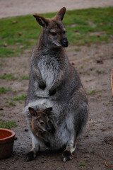 baby kangaroo in mothers pouch