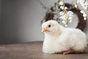 Happy Easter greeting card. Chickens, eggs, spring wreath, blossoming trees..