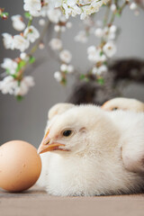 Happy Easter greeting card. Chickens, eggs, spring wreath, blossoming trees..