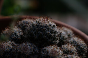 Cactus al mattino