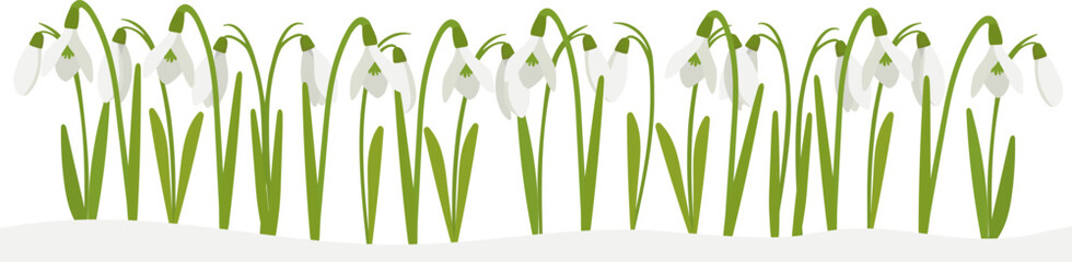 Snowdrops bloomed on a snowy meadow on a winter day, flat cartoon drawing. Spring landscape with flowers to create a holiday card. - obrazy, fototapety, plakaty