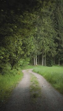Wanderpfad im Schwarzwald, Hochformat