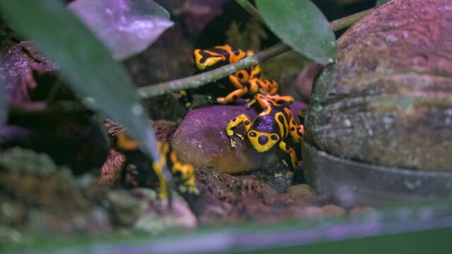 poison dart frog, Dendrobates tinctorius from the Amazon rain forest near the border of Suriname and Brazil. beuatiful macro of exotic amphibian