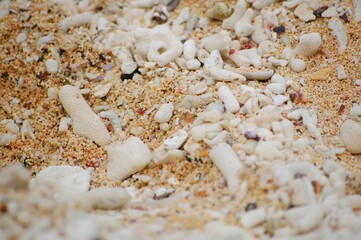 サンゴとヤドカリ