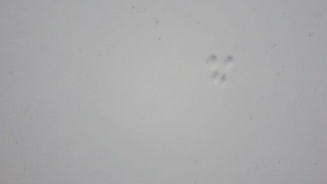 Pistes d'animaux sauvages dans la neige en hiver