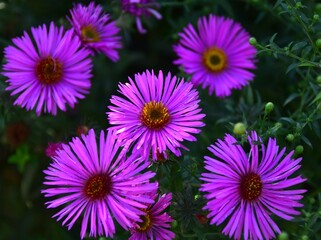 Obraz premium pink and purple flowers
