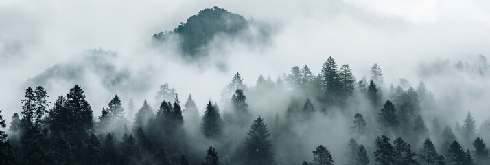 Misty mountain forest, with trees partially obscured by low-hanging clouds.