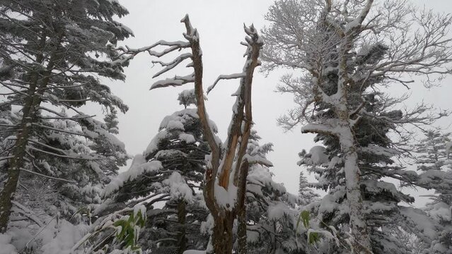 雪が降り積もる木々を見上げた風景。