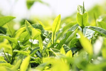 茶畑