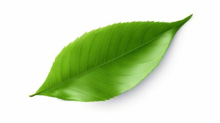 Obraz premium green leaf isolated on white background, nature concept