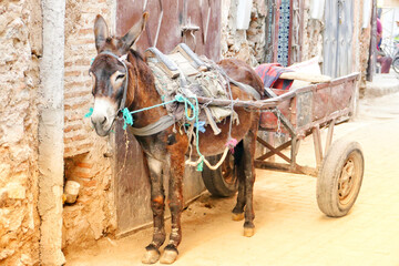 Naklejka na ściany i meble Donkey in the Medina of Marrakesh, Morocco