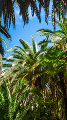 Fototapeta na wymiar Palm trees and leaves in vibrant green and yellow tones against bright blue sky. Graphic resource with copy space and wallpaper or thumbnail. Hot summer sunny weather. 16:9 mobile friendly format