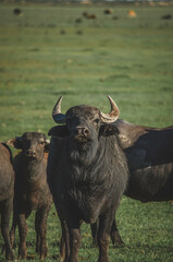 buffalo in the field