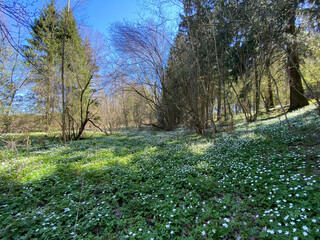 spring forest, ground covered with the first spring white flowers
